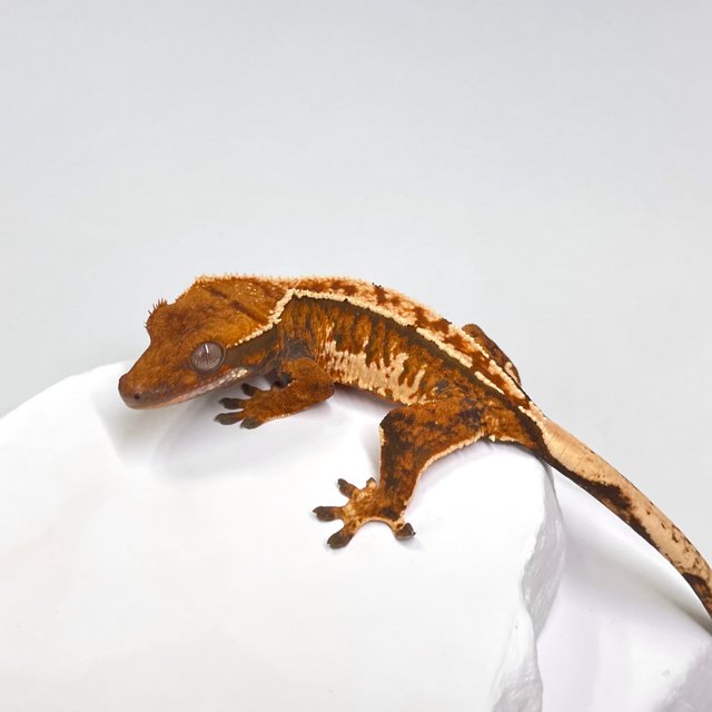 노멀 트라이 익스트림할리퀸