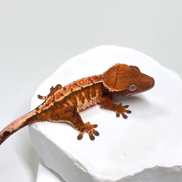 노멀 트라이 익스트림할리퀸 텐저린