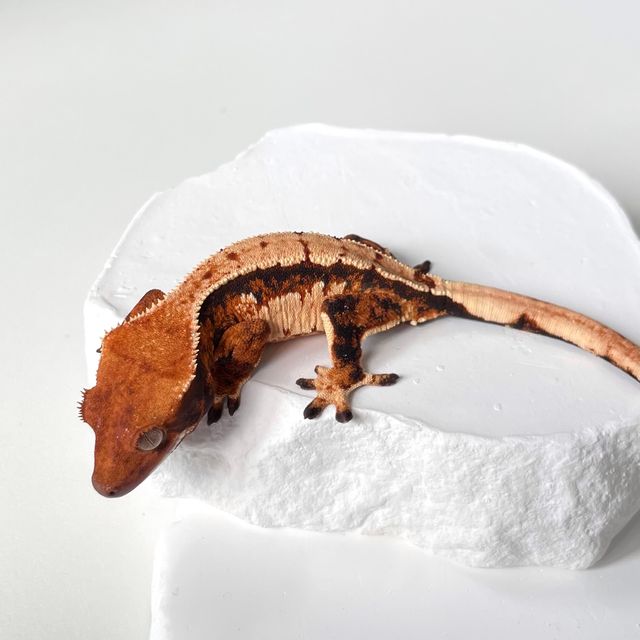 트라이 익스트림할리퀸 바브 젠젝스