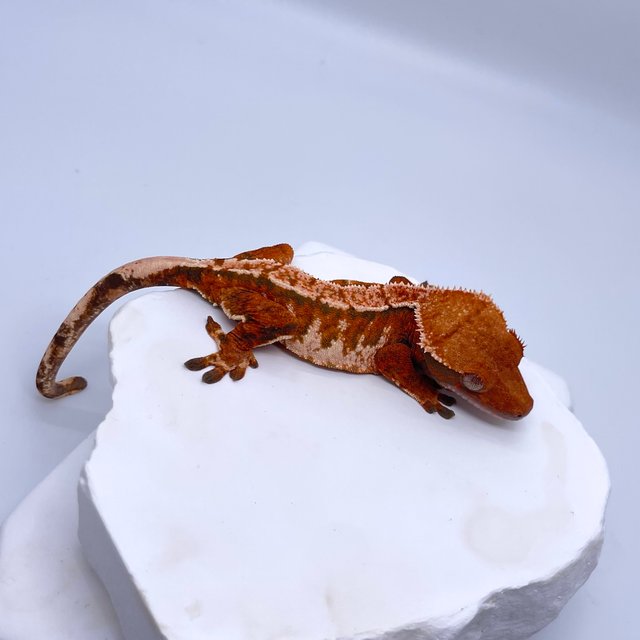 노멀 트라이 익스트림할리퀸 텐저린