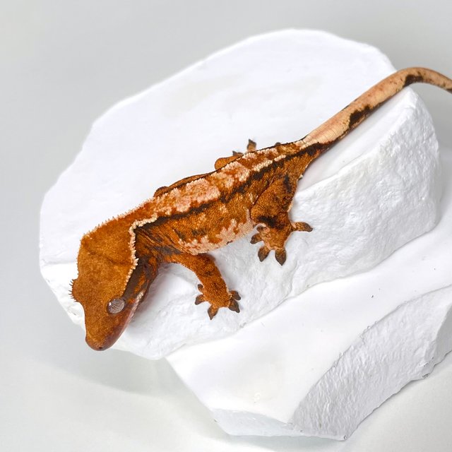 트라이 익스트림할리퀸 텐저린