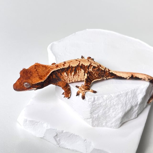 트라이 익스트림할리퀸 바브 젠젝스