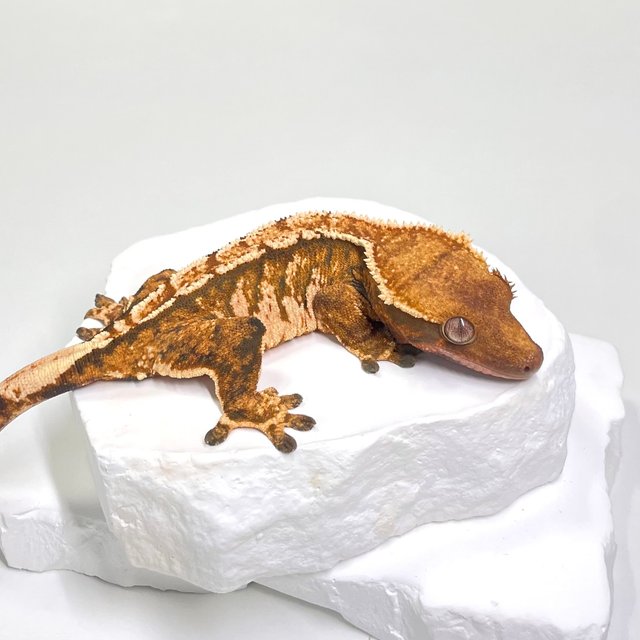 트라이 익스트림할리퀸 바브