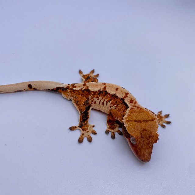 트라이 익스트림할리퀸 텐저린