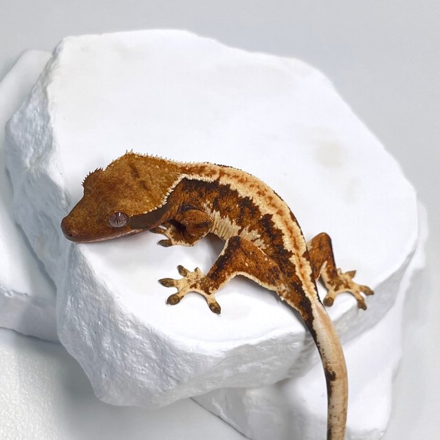 트라이 익스트림할리퀸