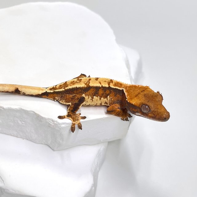 트라이 익스트림할리퀸