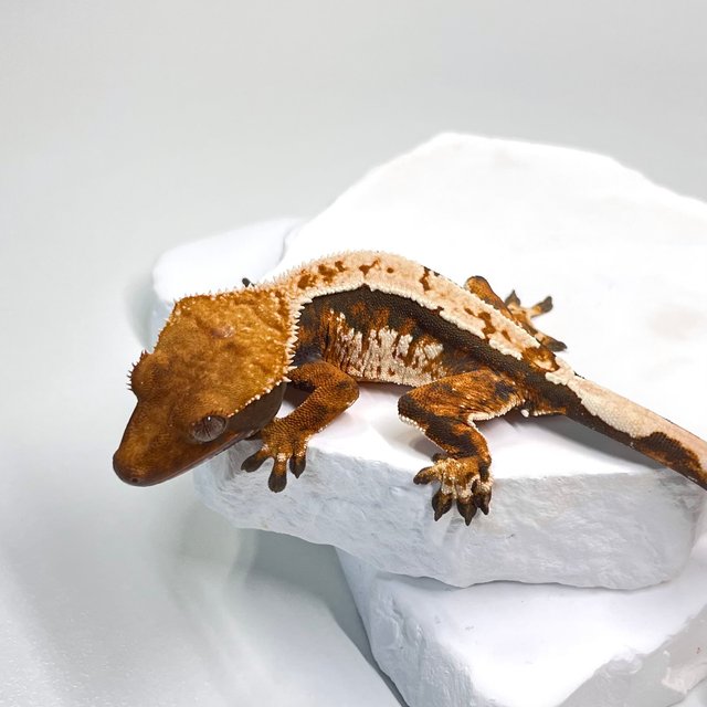 노멀 트라이 익스트림할리퀸 텐저린