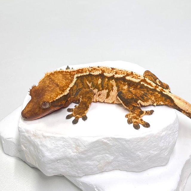 트라이 익스트림할리퀸 바브