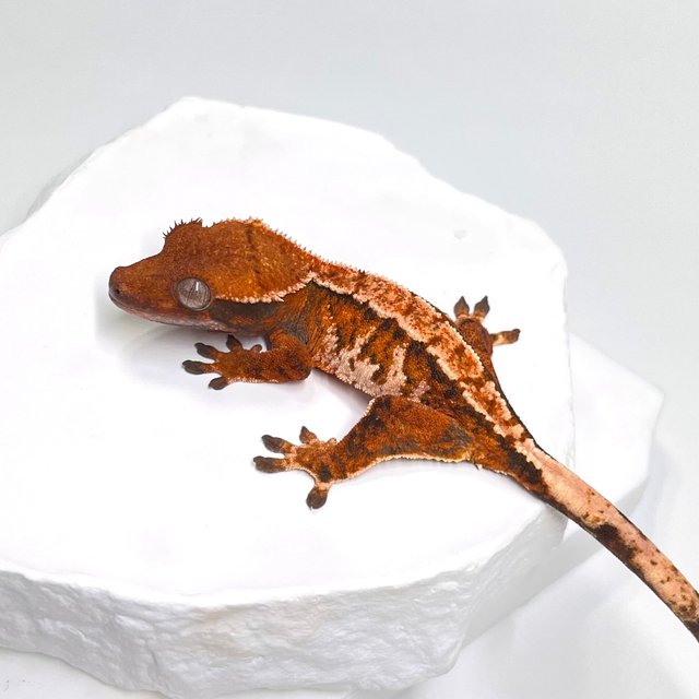 노멀 트라이 익스트림할리퀸 텐저린