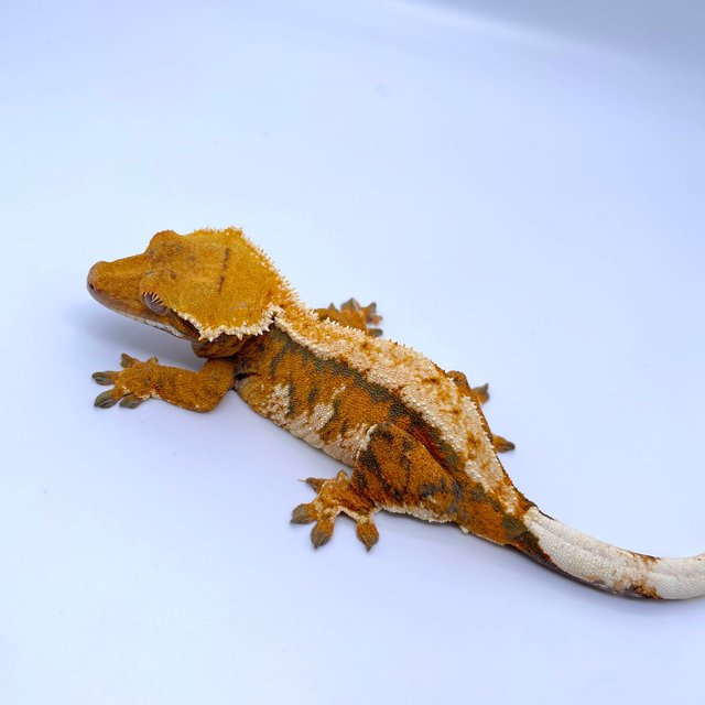 트라이 익스트림할리퀸 텐저린