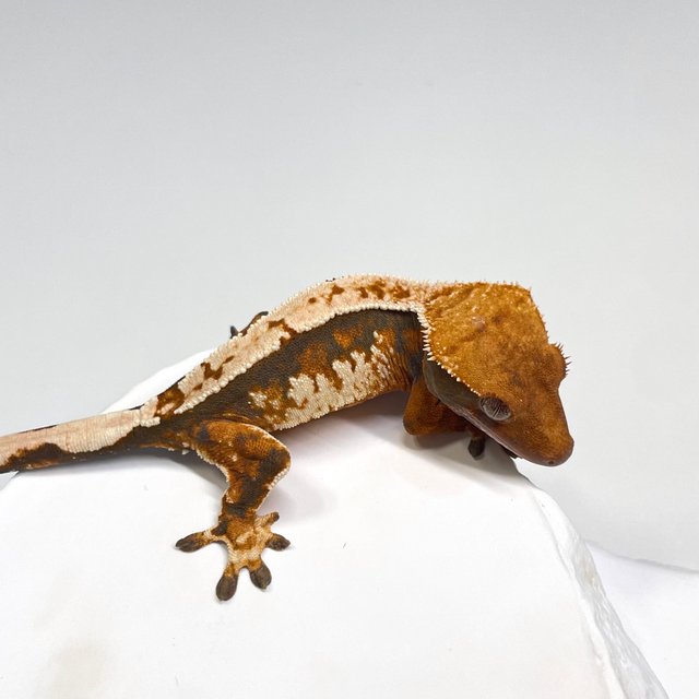 노멀 트라이 익스트림할리퀸 텐저린