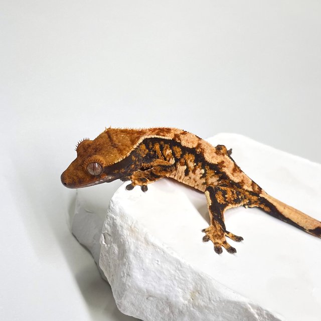 트라이 익스트림할리퀸