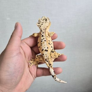 달마시안 슈퍼달마시안