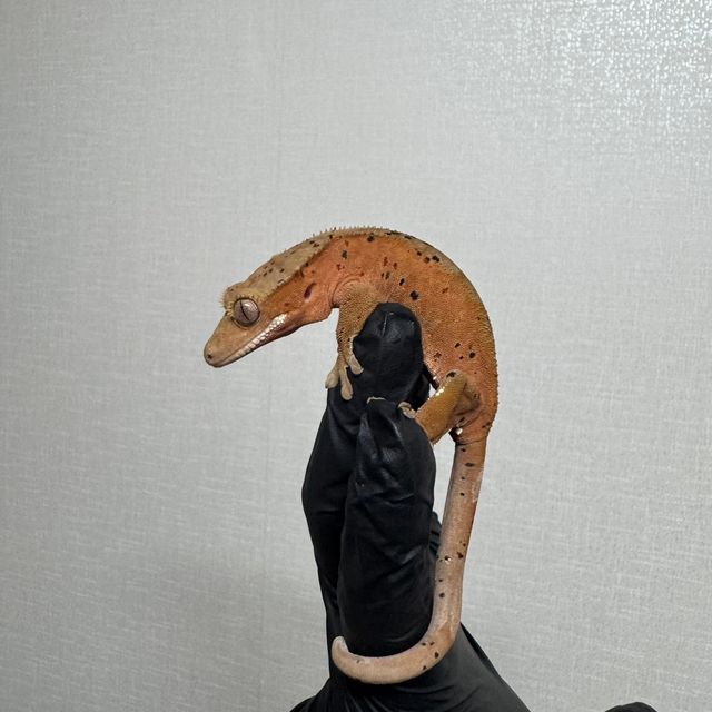 슈퍼달마시안 달마시안