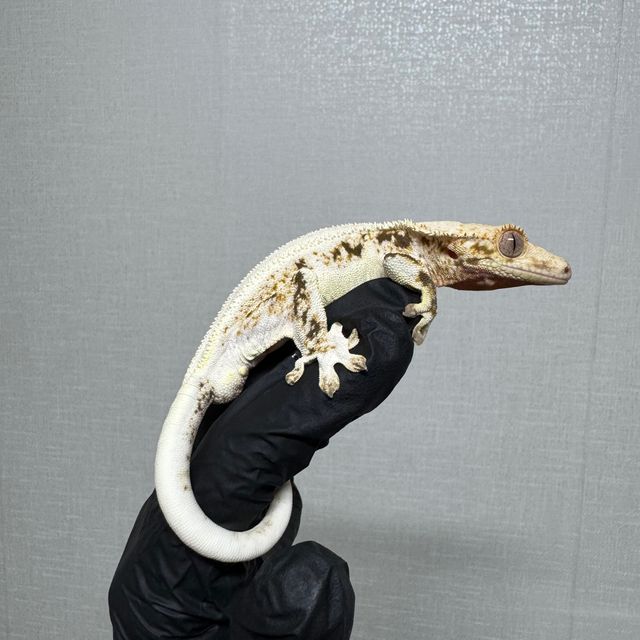 릴리화이트