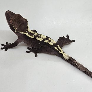 세이블 아잔틱 (부)