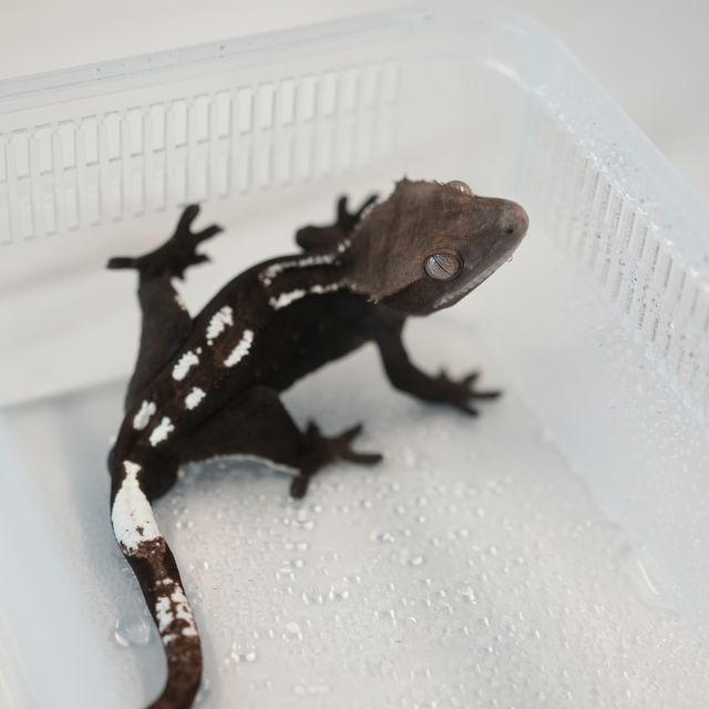 아잔틱