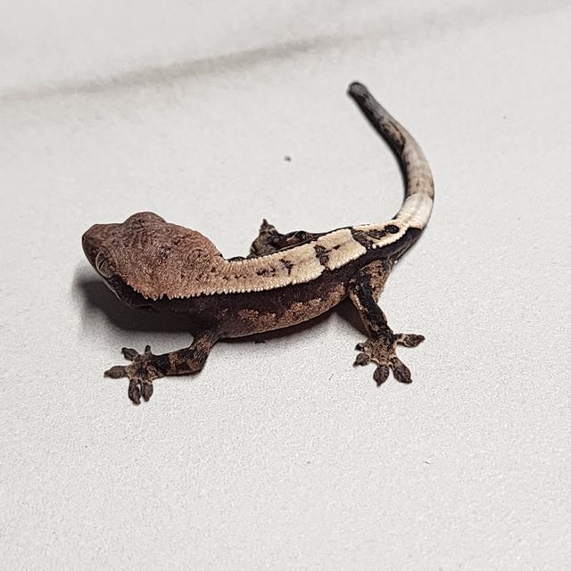 세이블