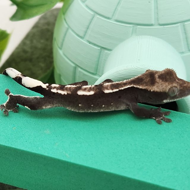 아잔틱
