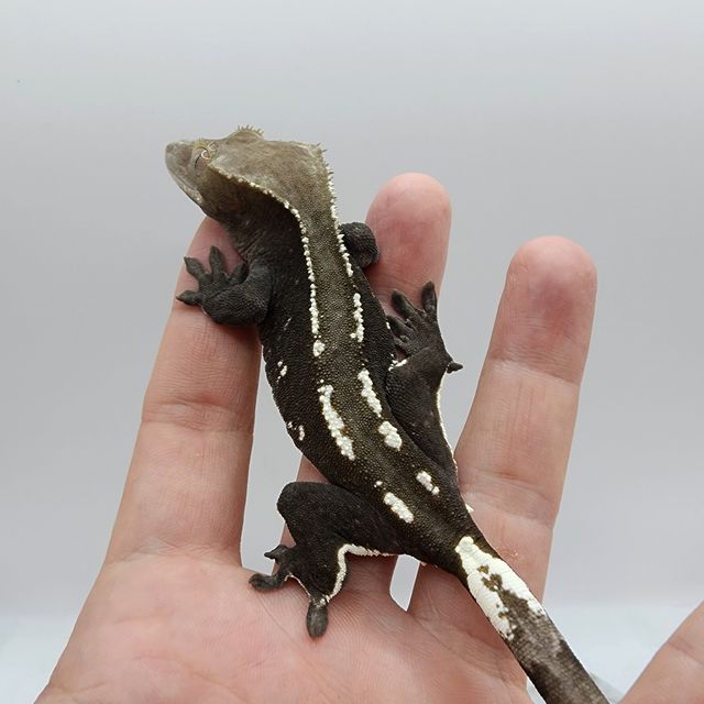 아잔틱
