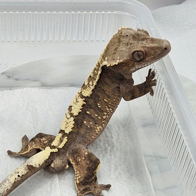 세이블 100%헷아잔틱