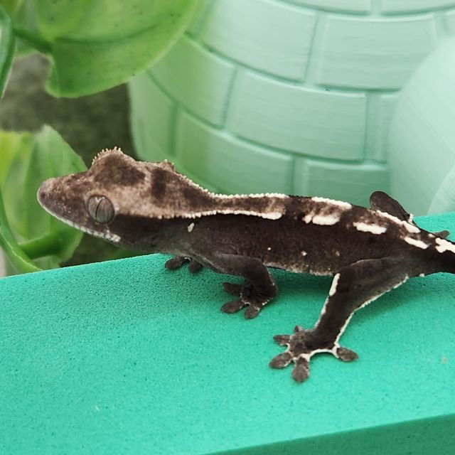 아잔틱