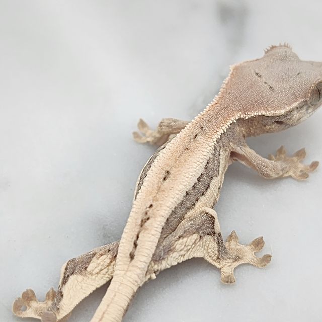 릴리 세이블