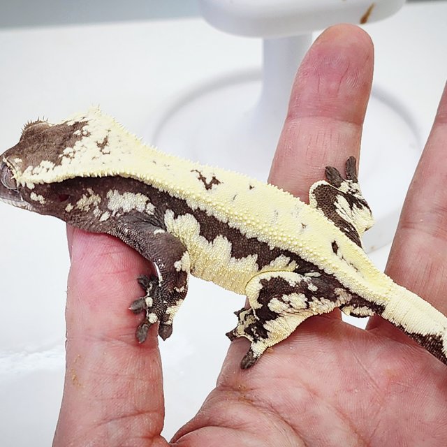 릴리 세이블 아잔틱