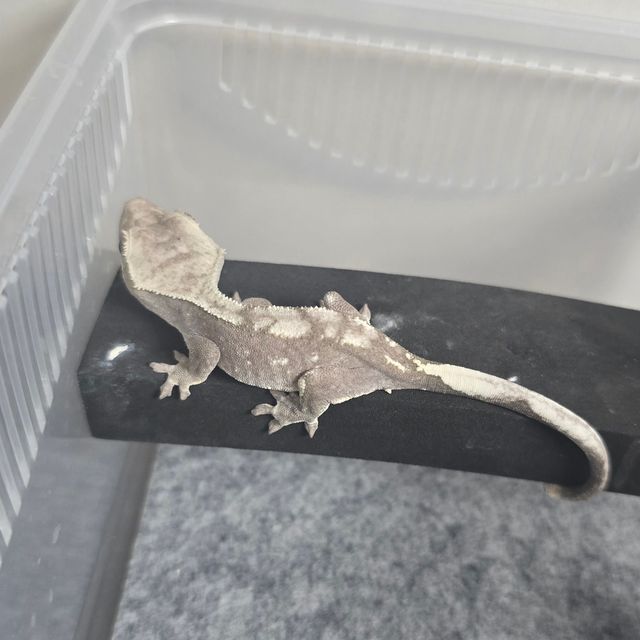 아잔틱