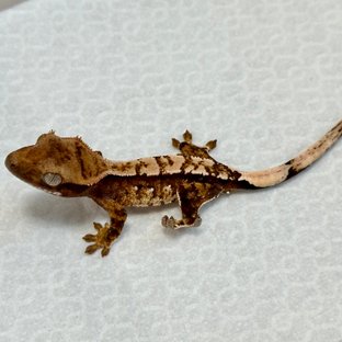 노멀 트라이 익스트림할리퀸