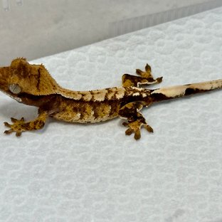 노멀 트라이 익스트림할리퀸