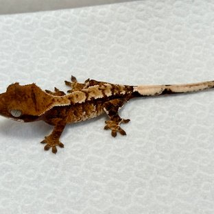 노멀 트라이 익스트림할리퀸