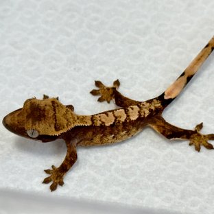 노멀 트라이 익스트림할리퀸