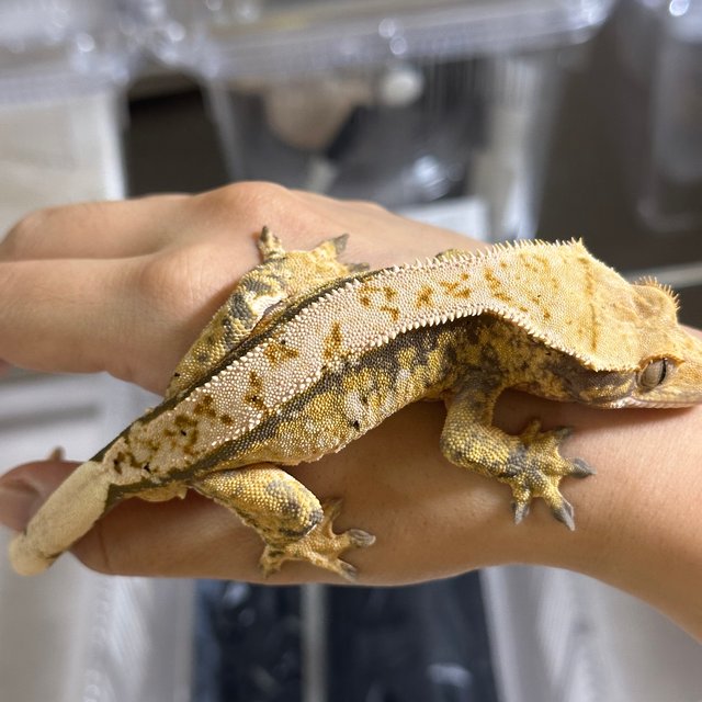 노멀 트라이 핀스트라이프