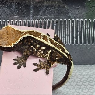 카푸치노 슈퍼스트라이프