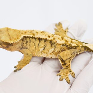 트라이 드리피 익스트림할리퀸