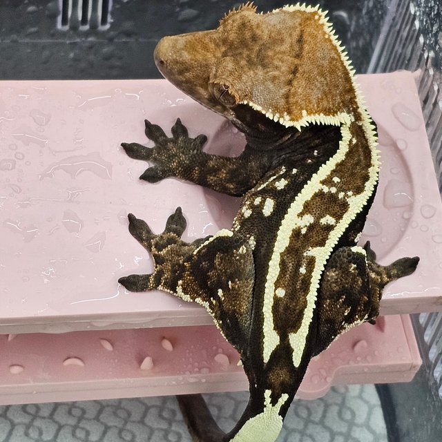 카푸치노 슈퍼스트라이프