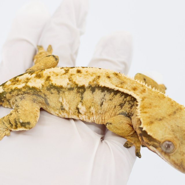 트라이 드리피 익스트림할리퀸