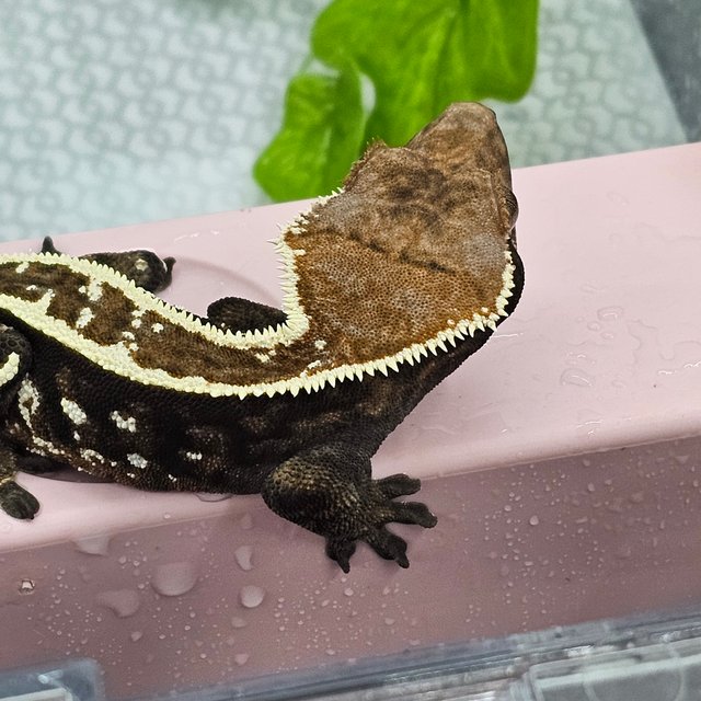 카푸치노 슈퍼스트라이프