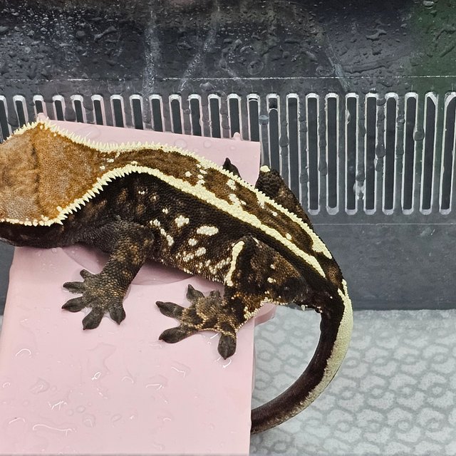 카푸치노 슈퍼스트라이프