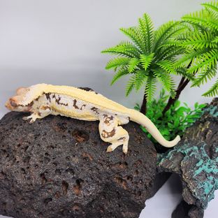 블랑코