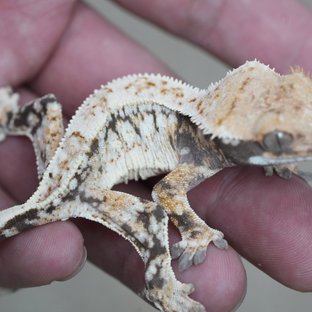 노멀 트라이 드리피 화이트스팟