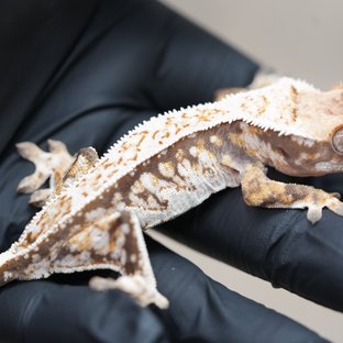 드리피 트라이 쿼드