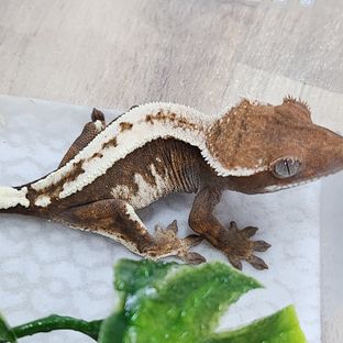 세이블