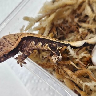 100%헷아잔틱