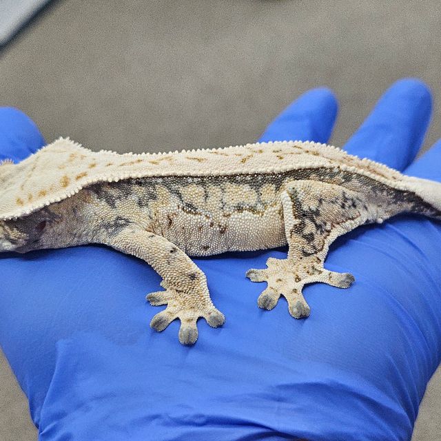 드리피 쿼드 트라이 화이트스팟 젠젝스 풀핀