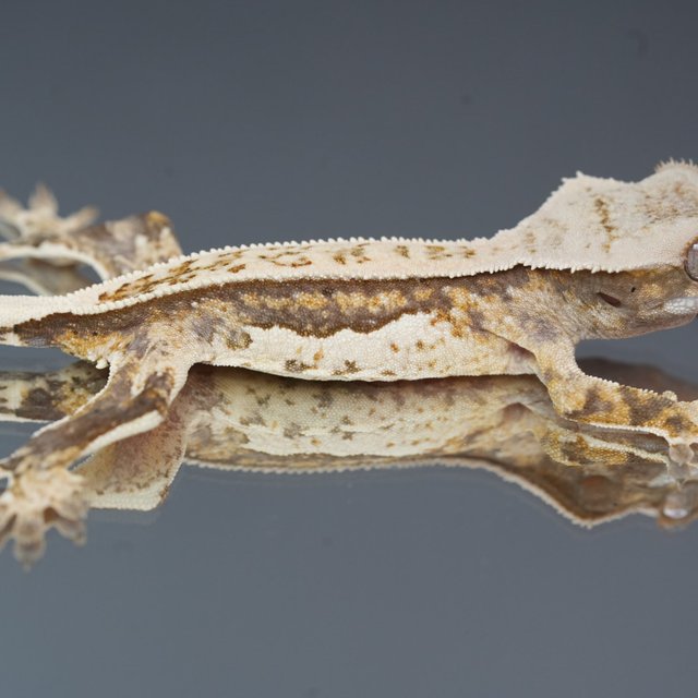 노멀 트라이 풀핀 쿼드