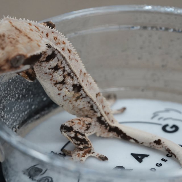 노멀 트라이 드리피 화이트스팟