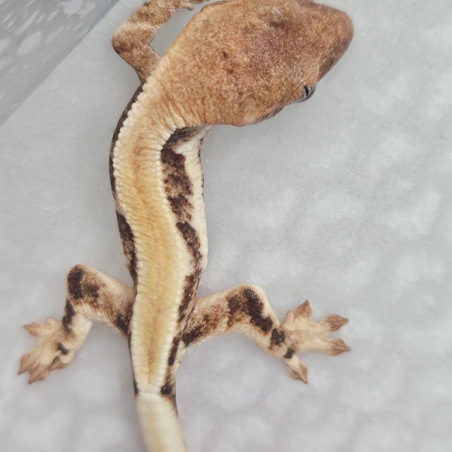 릴리화이트 솔리드백