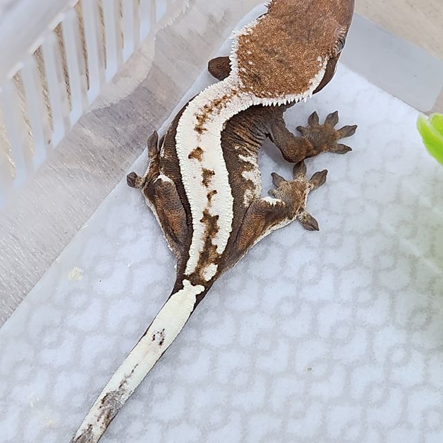 세이블